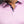 Load image into Gallery viewer, Polo | Eagle Pink - AU NOIR
